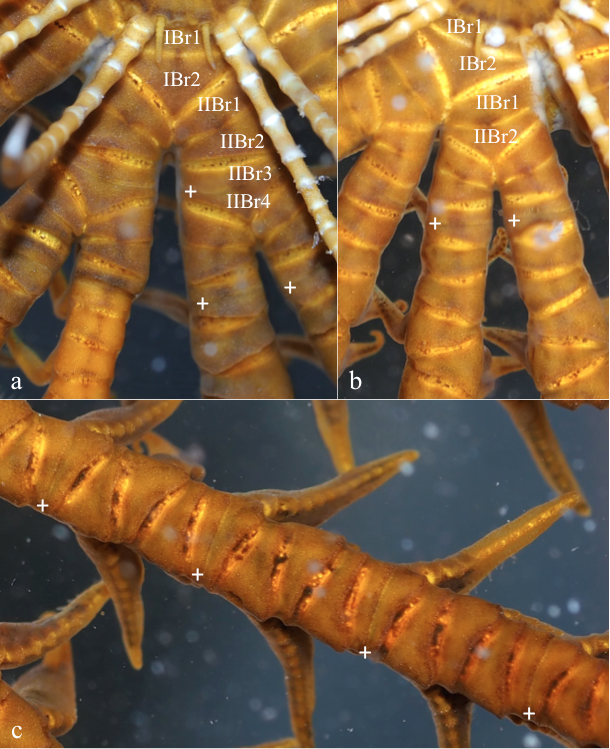figure image
